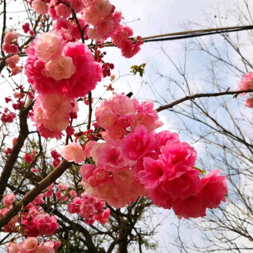 肇庆金宝山🍁（不定时开播）user52