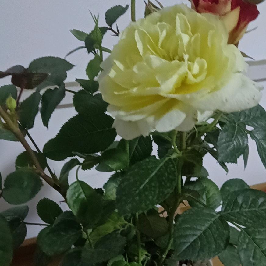 烟花在美不过瞬间