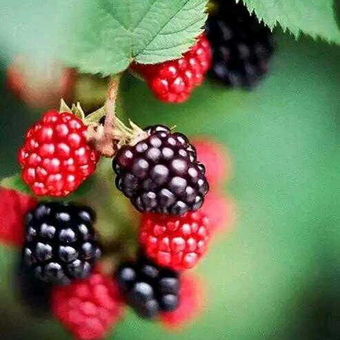 🥀ꦿ꯭情李💞知钟꧔ꦿ᭄