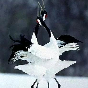 @L.M🐉