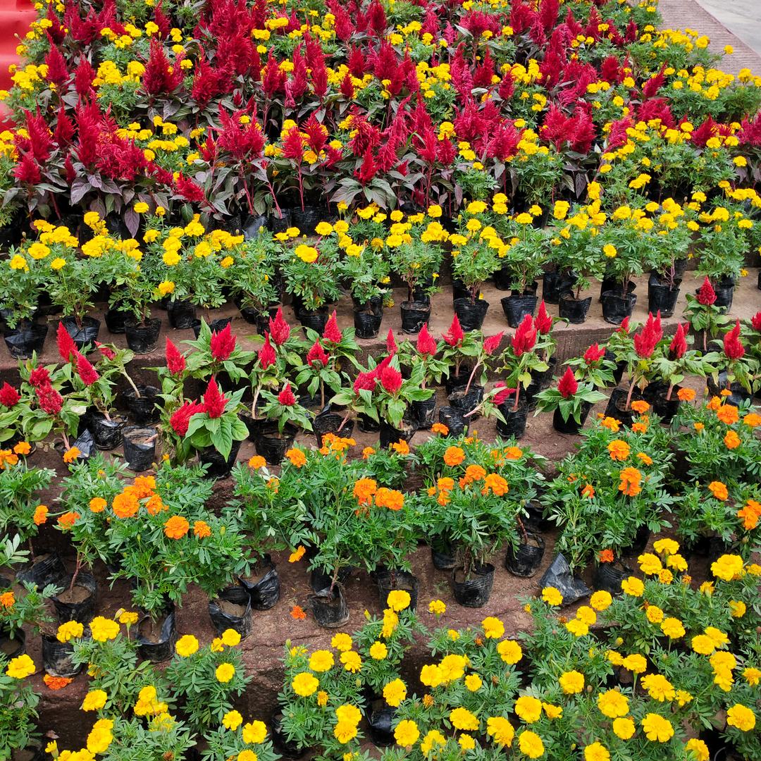 平平淡淡才是真