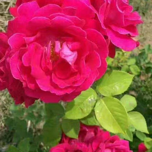 没有野心的女人不可爱。