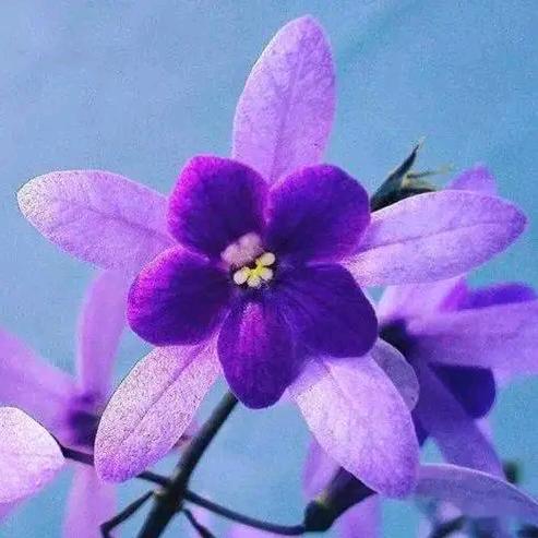 沈赛菊