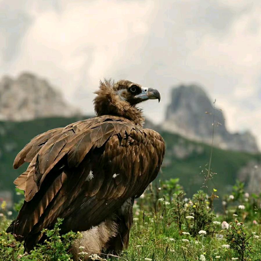 西北自驾指南者