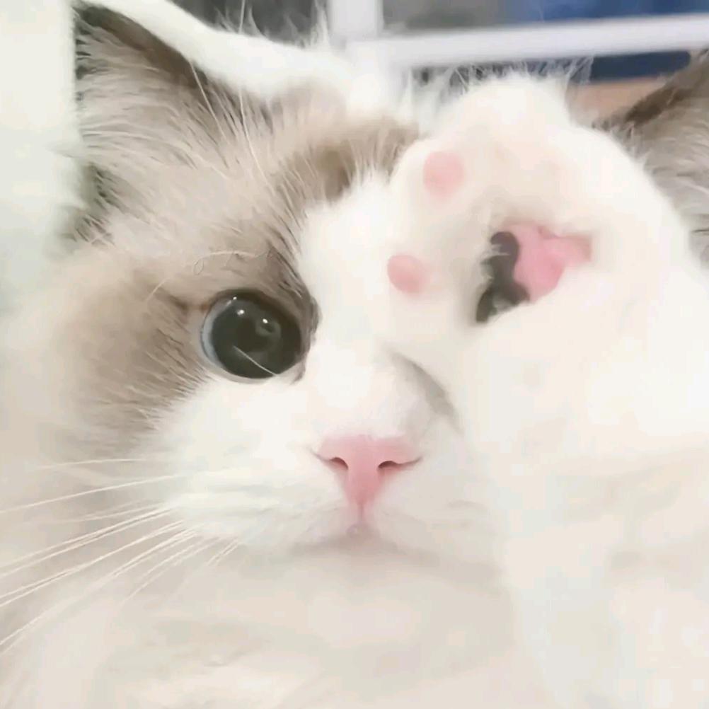 🌺🌸