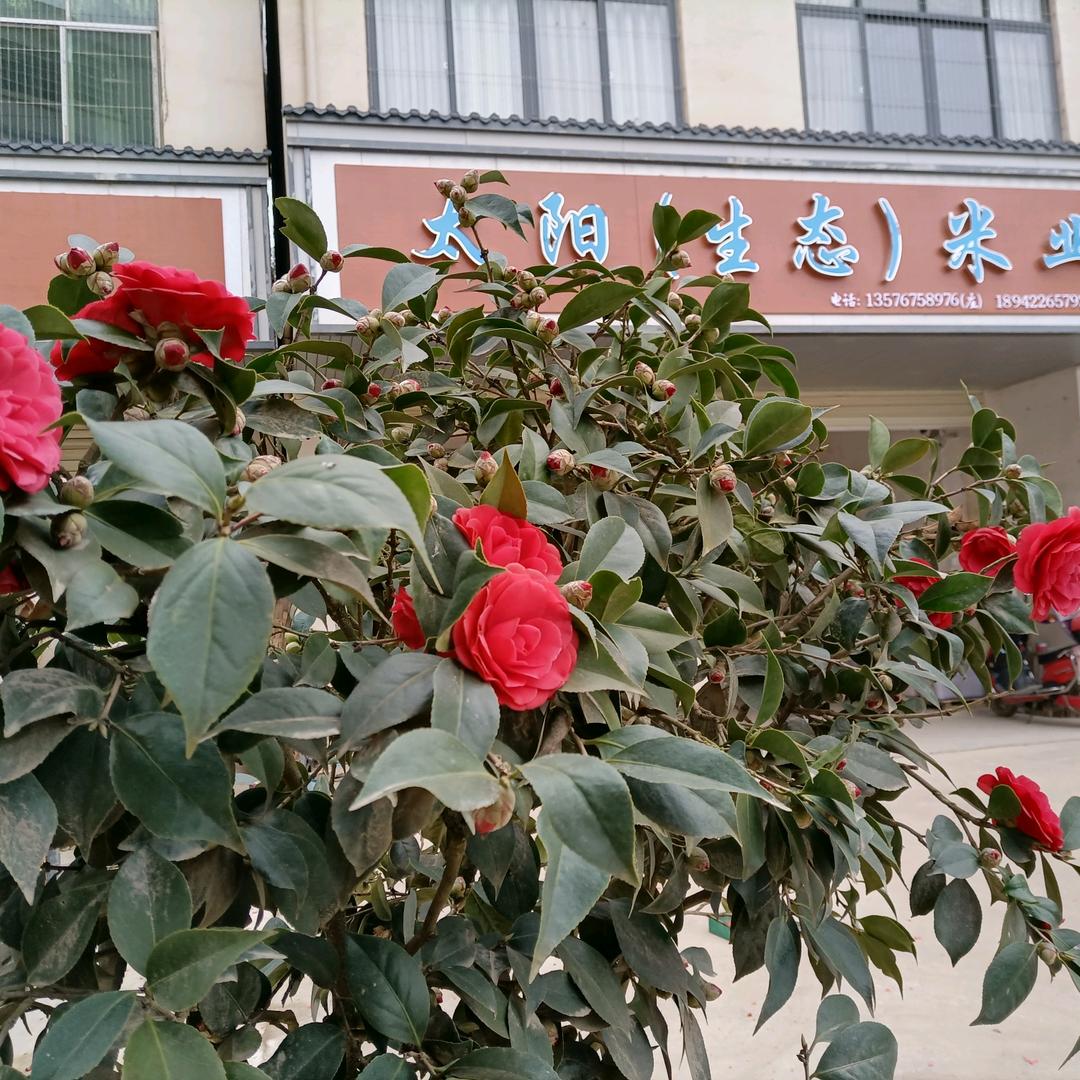 庄上均