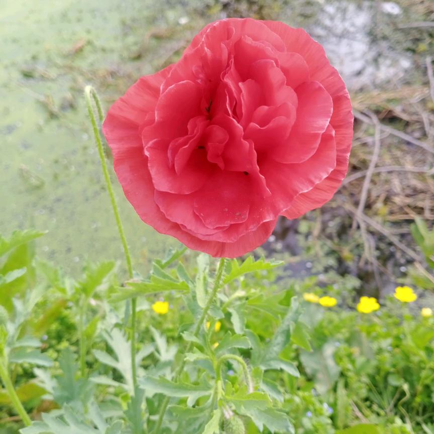 菜庄