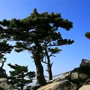 静思明月