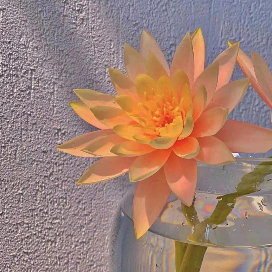 花开富贵✔