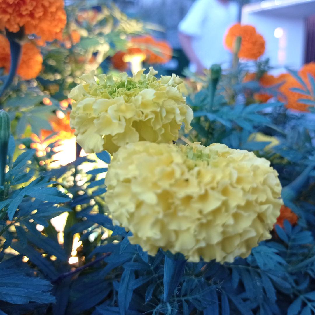 世英🌹