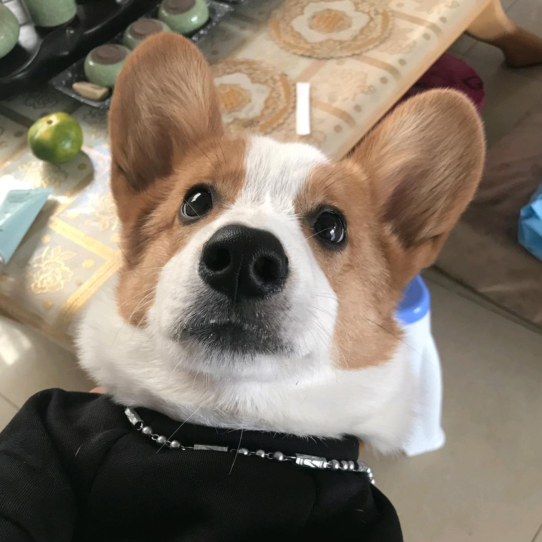 秋裤家的板凳儿