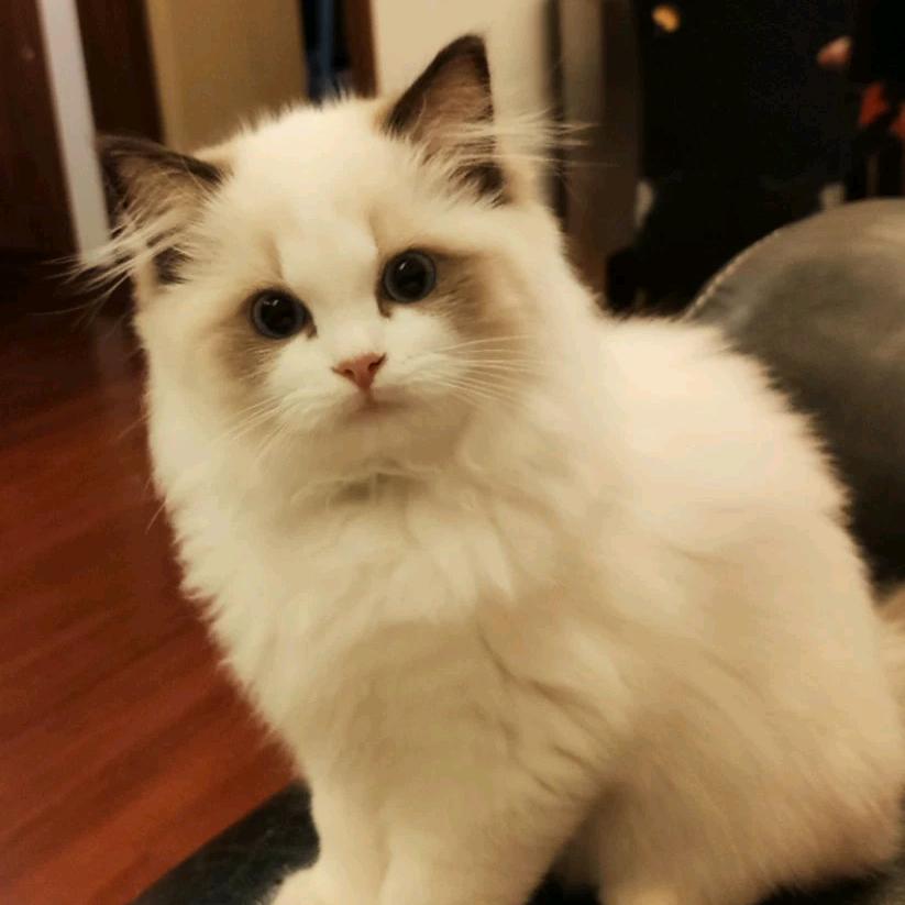 一只🐈