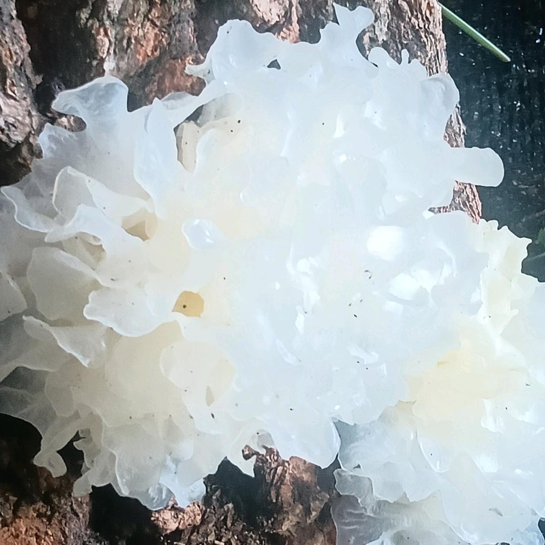 音为有您
