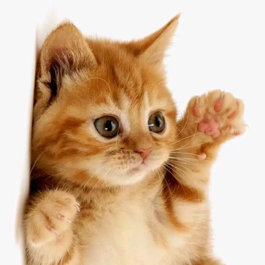 快乐的猫🐱