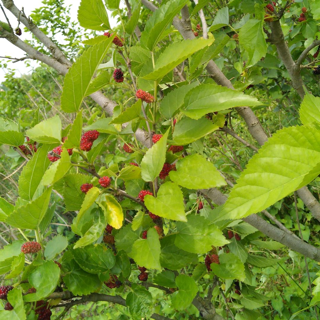 《一花一世界》