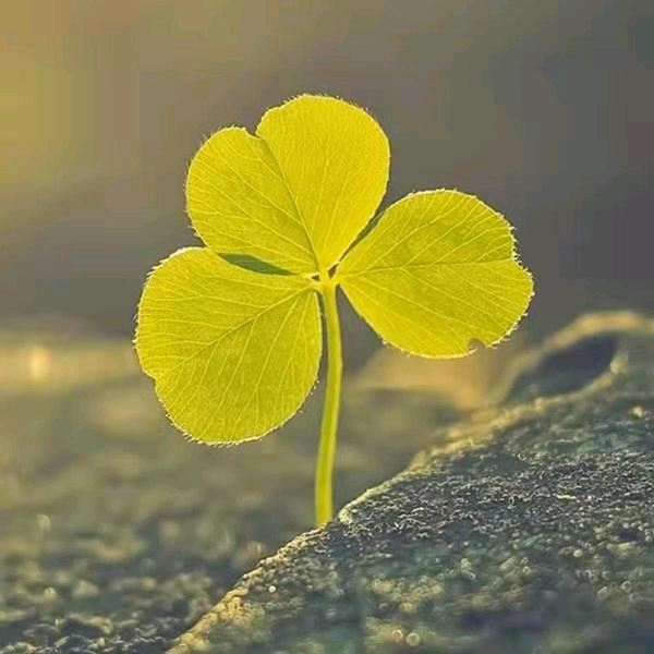 ☘️夏阳好物🎋