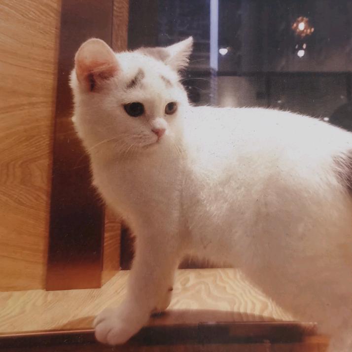 叶奕铭（裂开版)