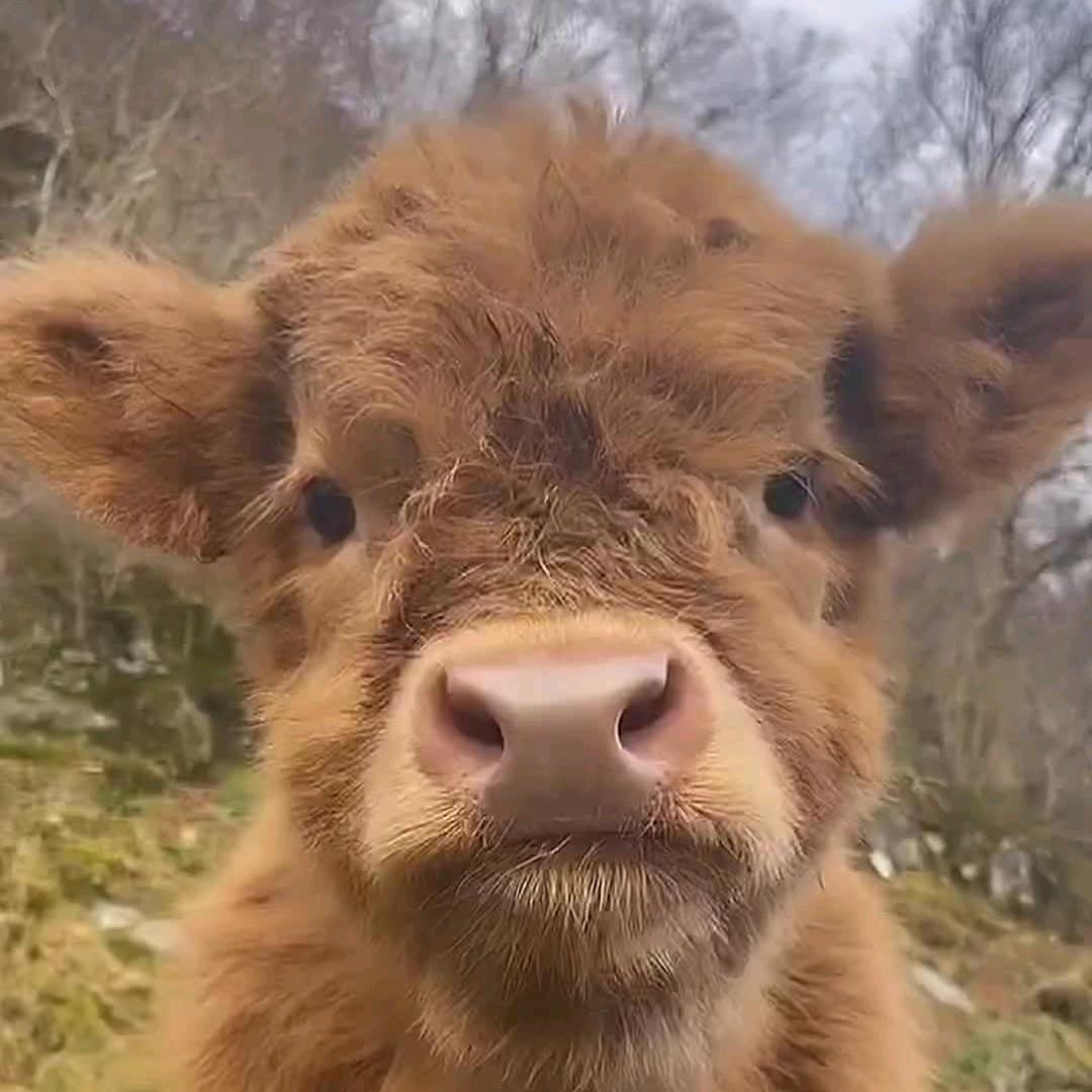 小牛🐮🐮