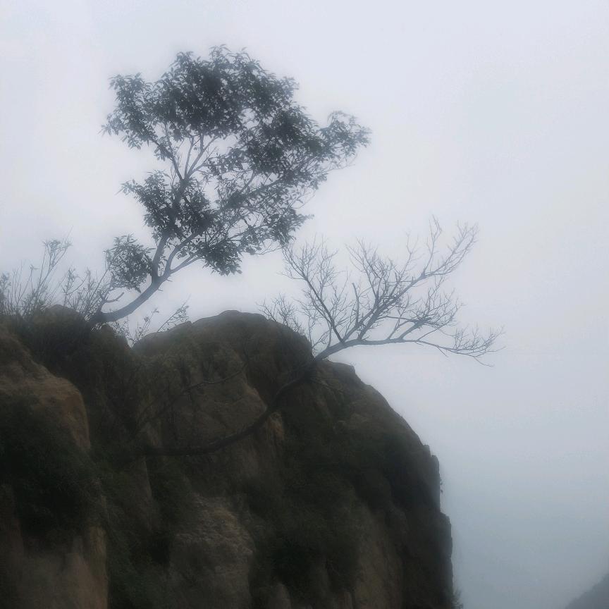 昆仑山上一颗草