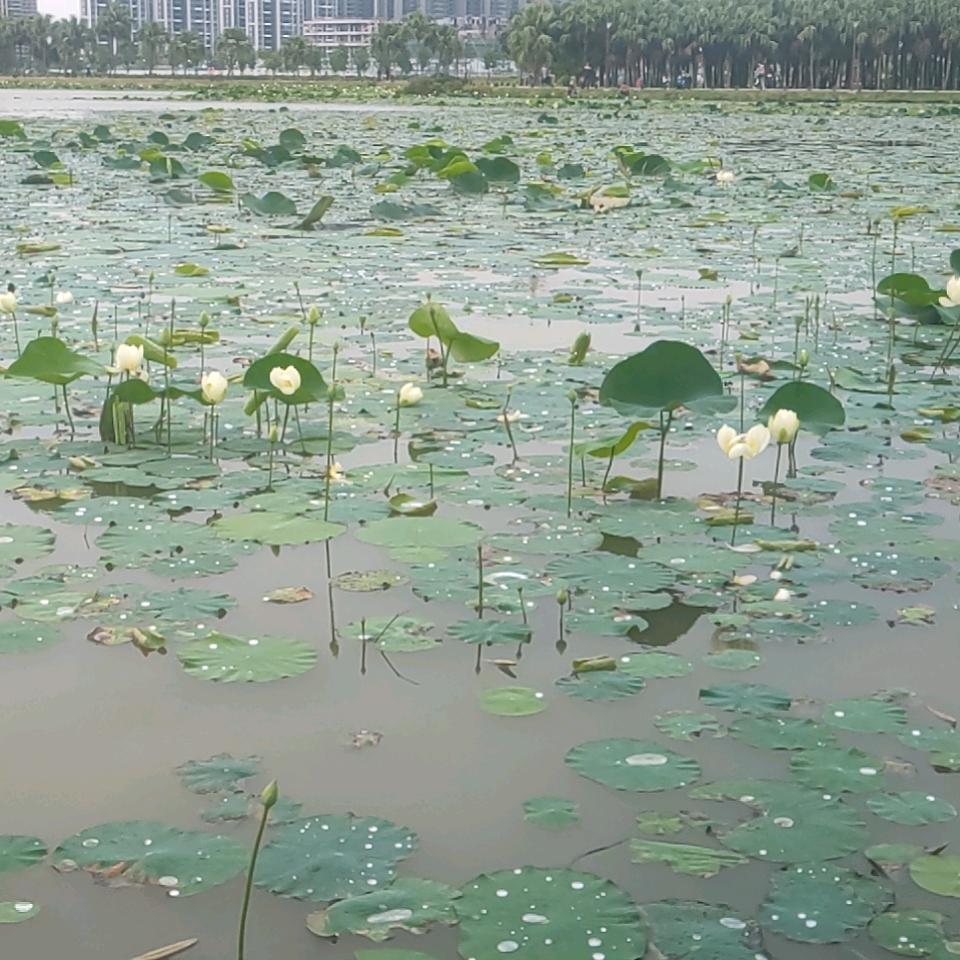 梁少有故事