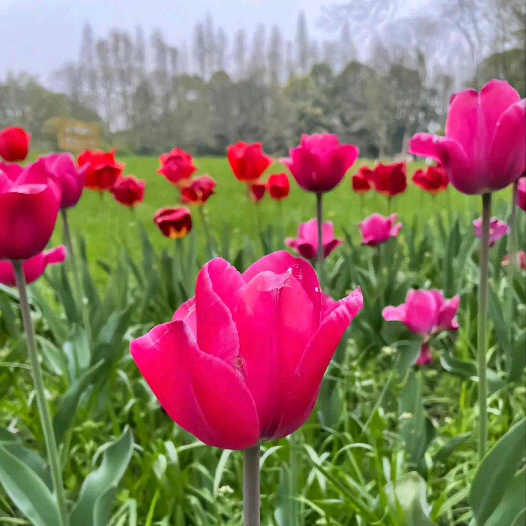 梅艳芳菲