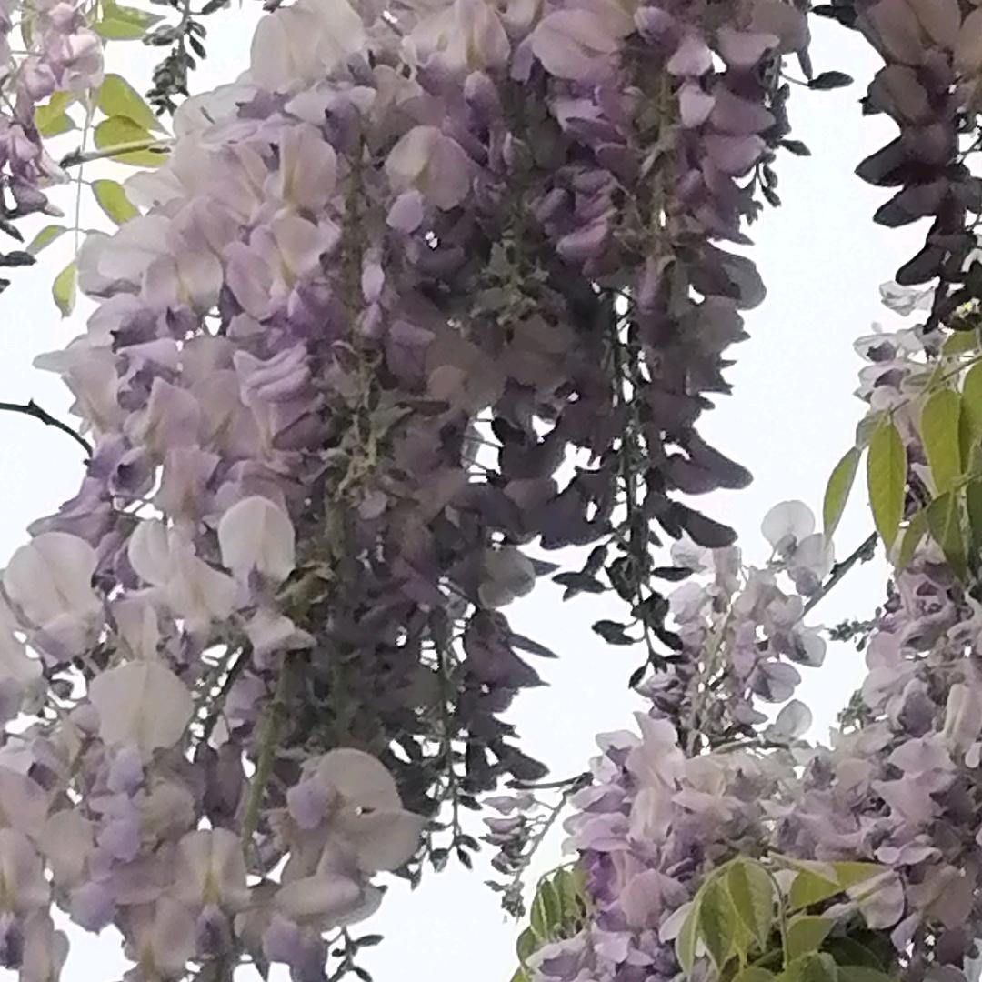 榕树
