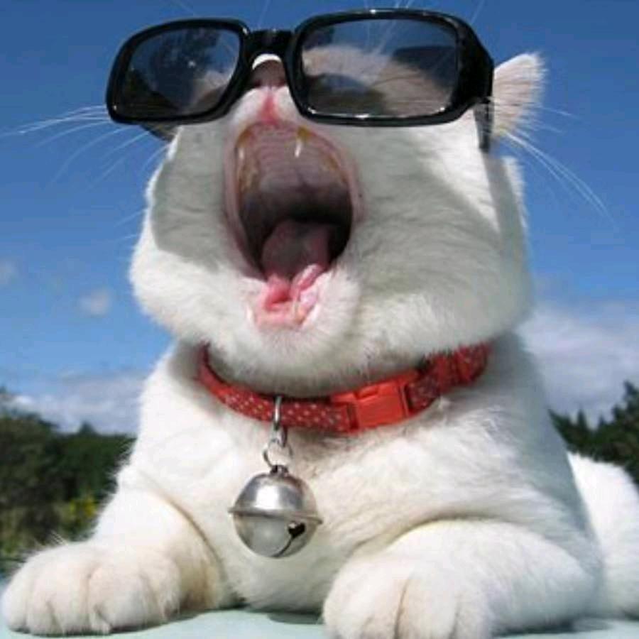 不吃鱼的猫