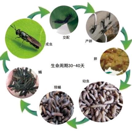 凤凰虫  黑水虻  高蛋白饲料