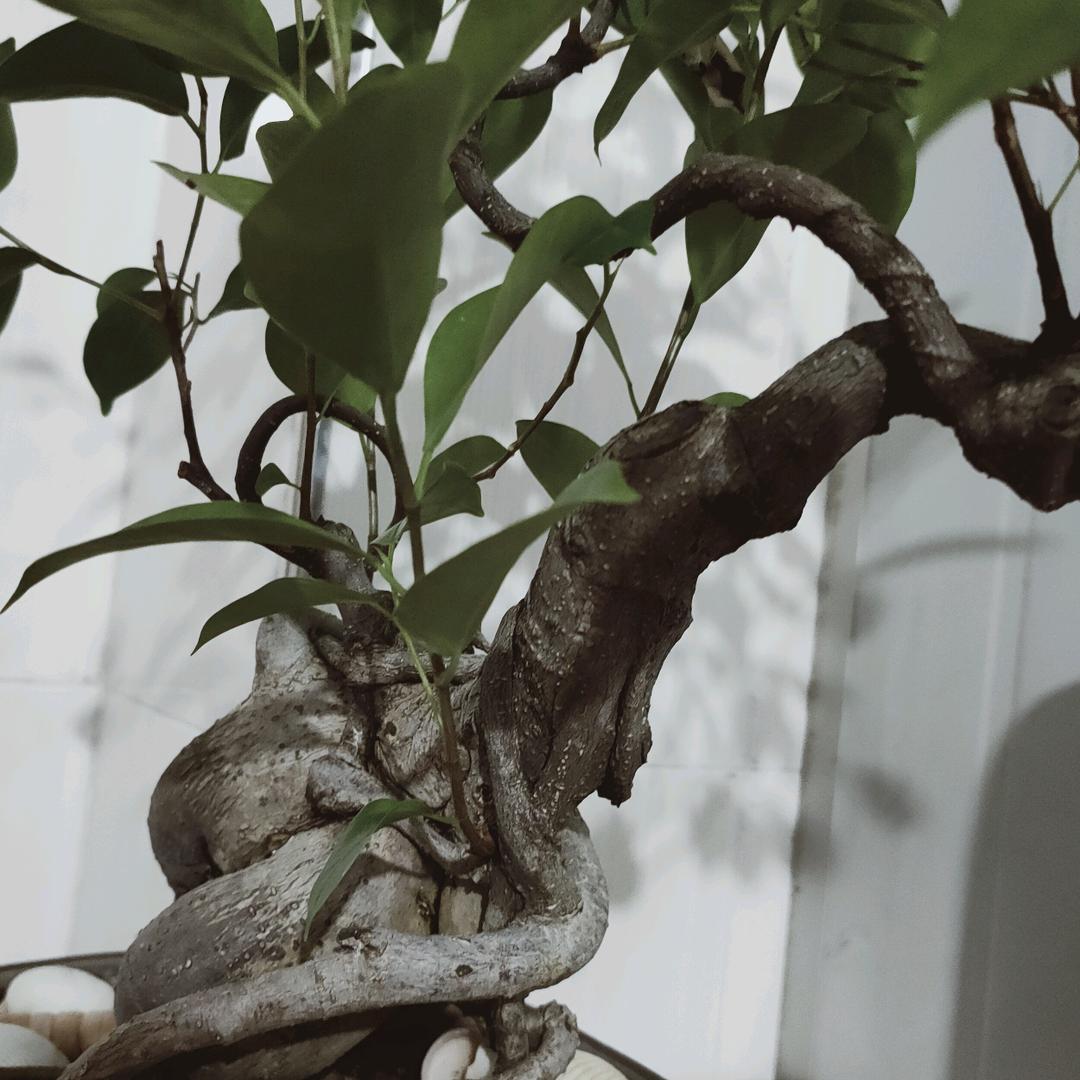 群在无影，（舅是个粑粑黑豆花各种火锅）