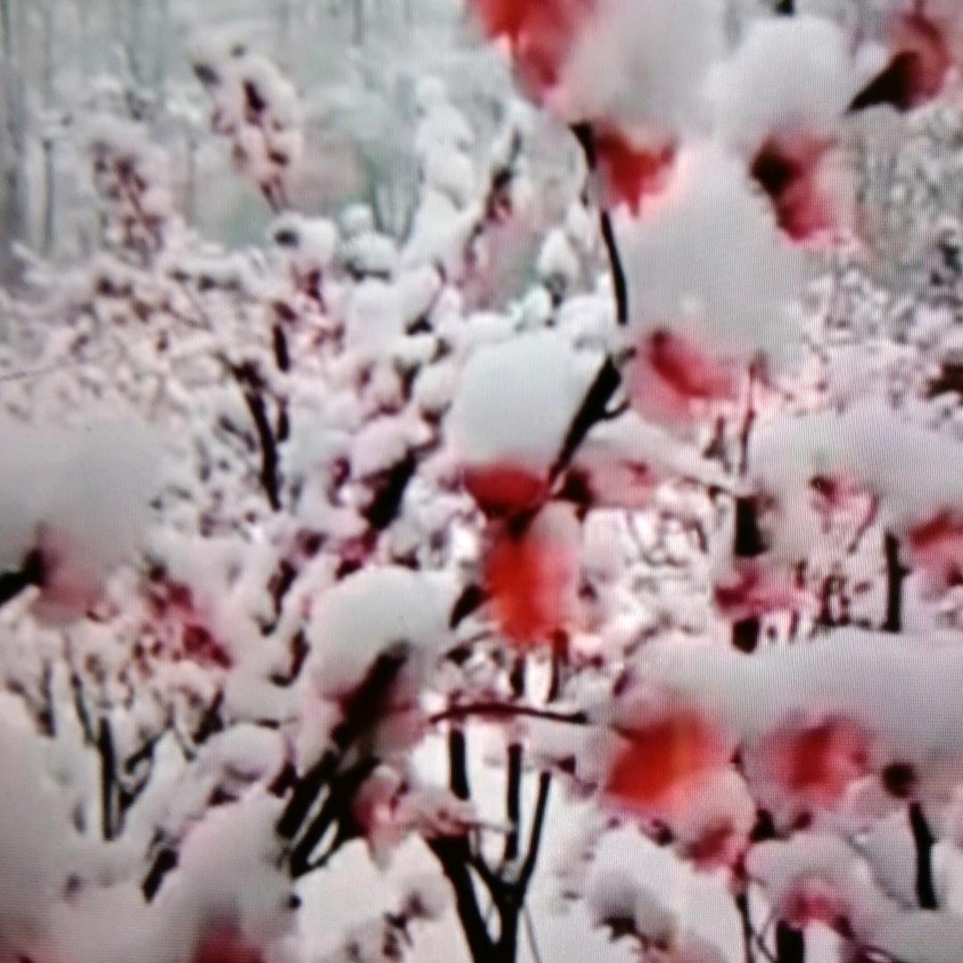 飘雪腊梅