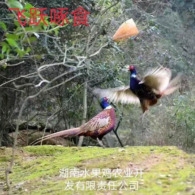 长沙水果鸡农产品