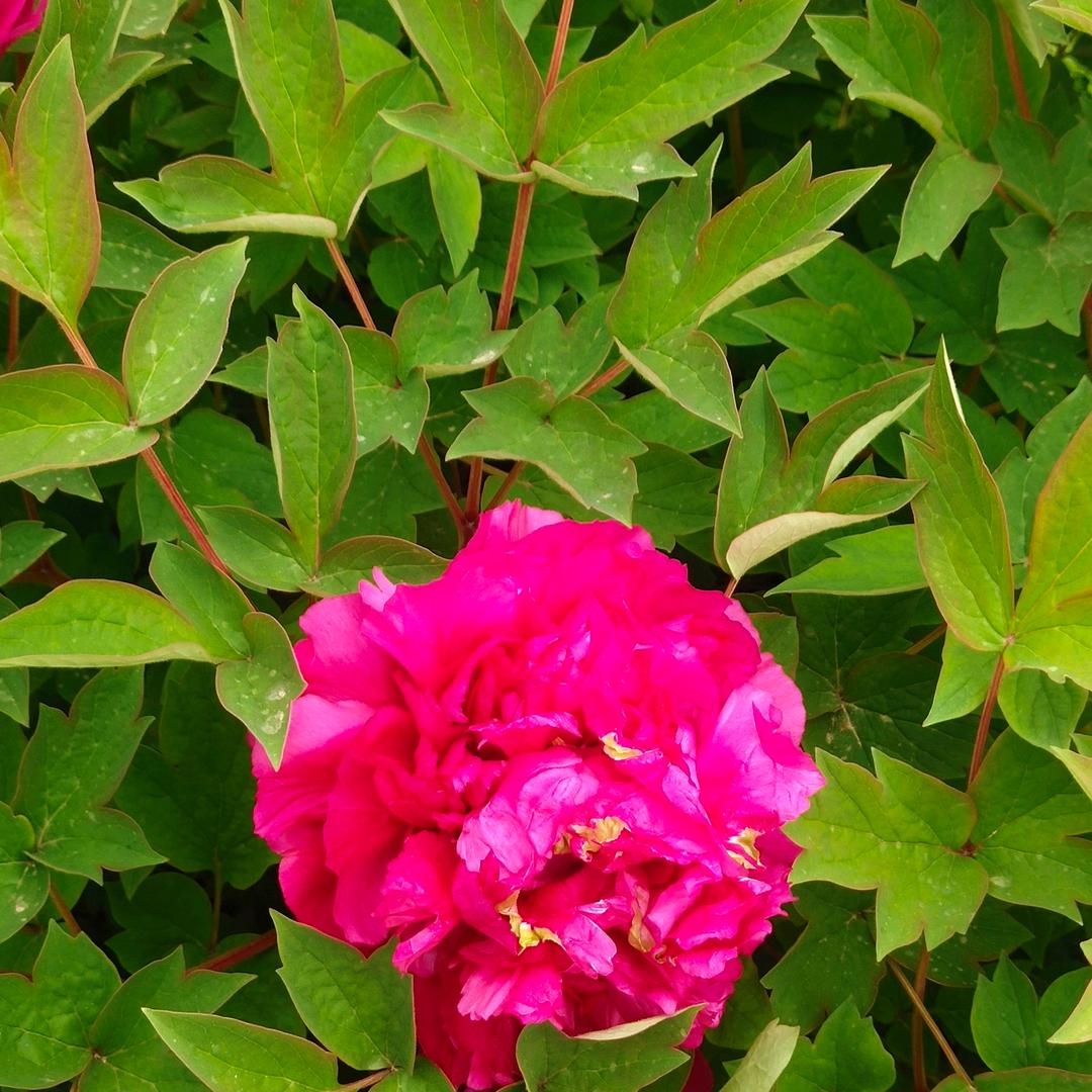 ༊🌺ꦿ꯭꧔ꦿ᭄梅花