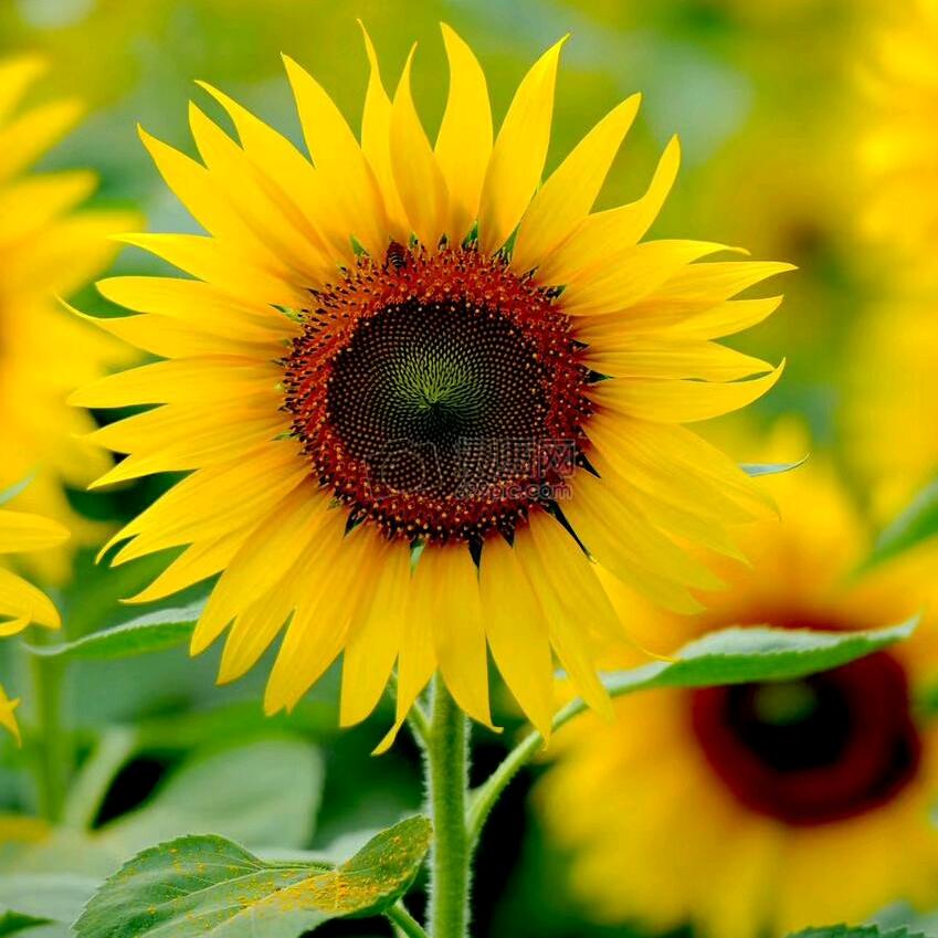 🌻向阳花🌻
