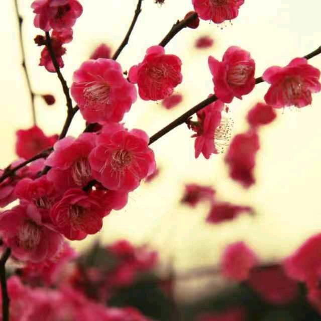 梅花花