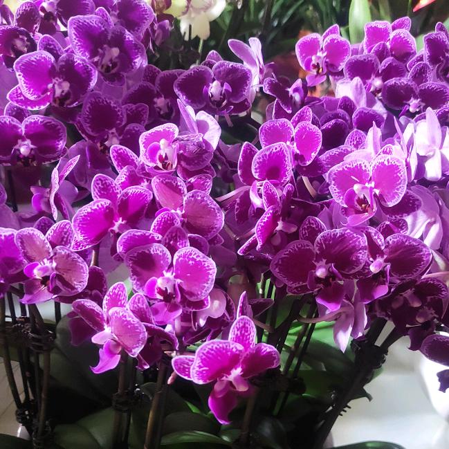 💋微笑前行🍎🌷🍁《拒绝连赞》