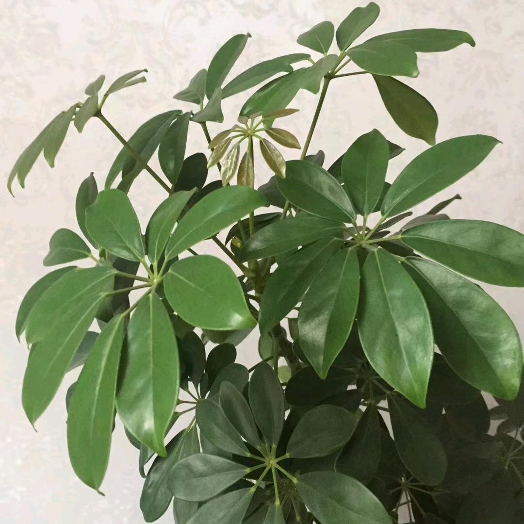 兴旺发达