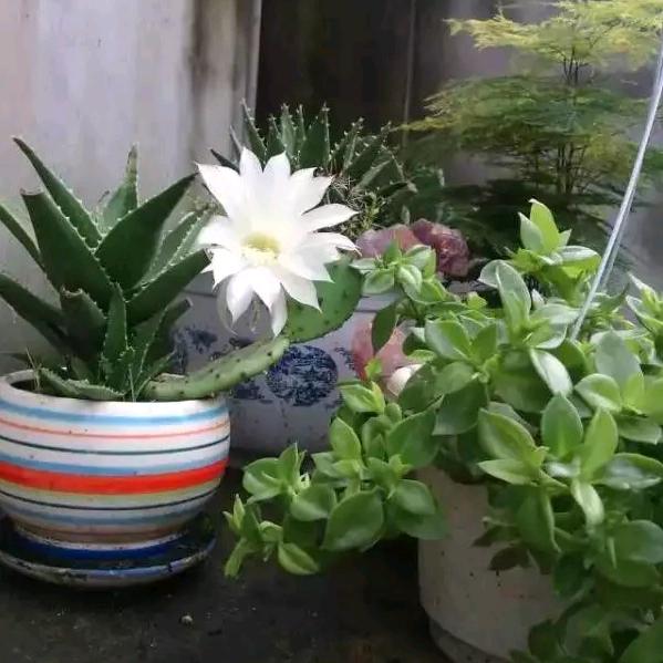 保持沉默，要努力奋斗🌹🌹🌹👍👍