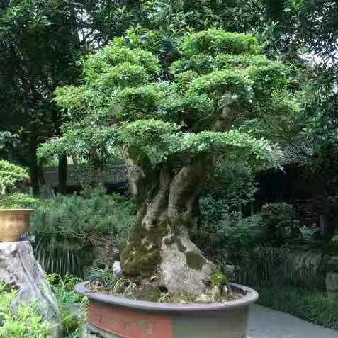 是金子总会发光