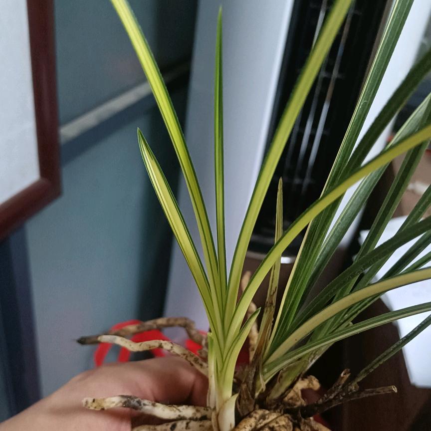 合峪惠兰凌国强