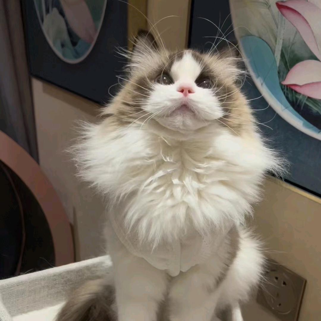 猫咪的小日子