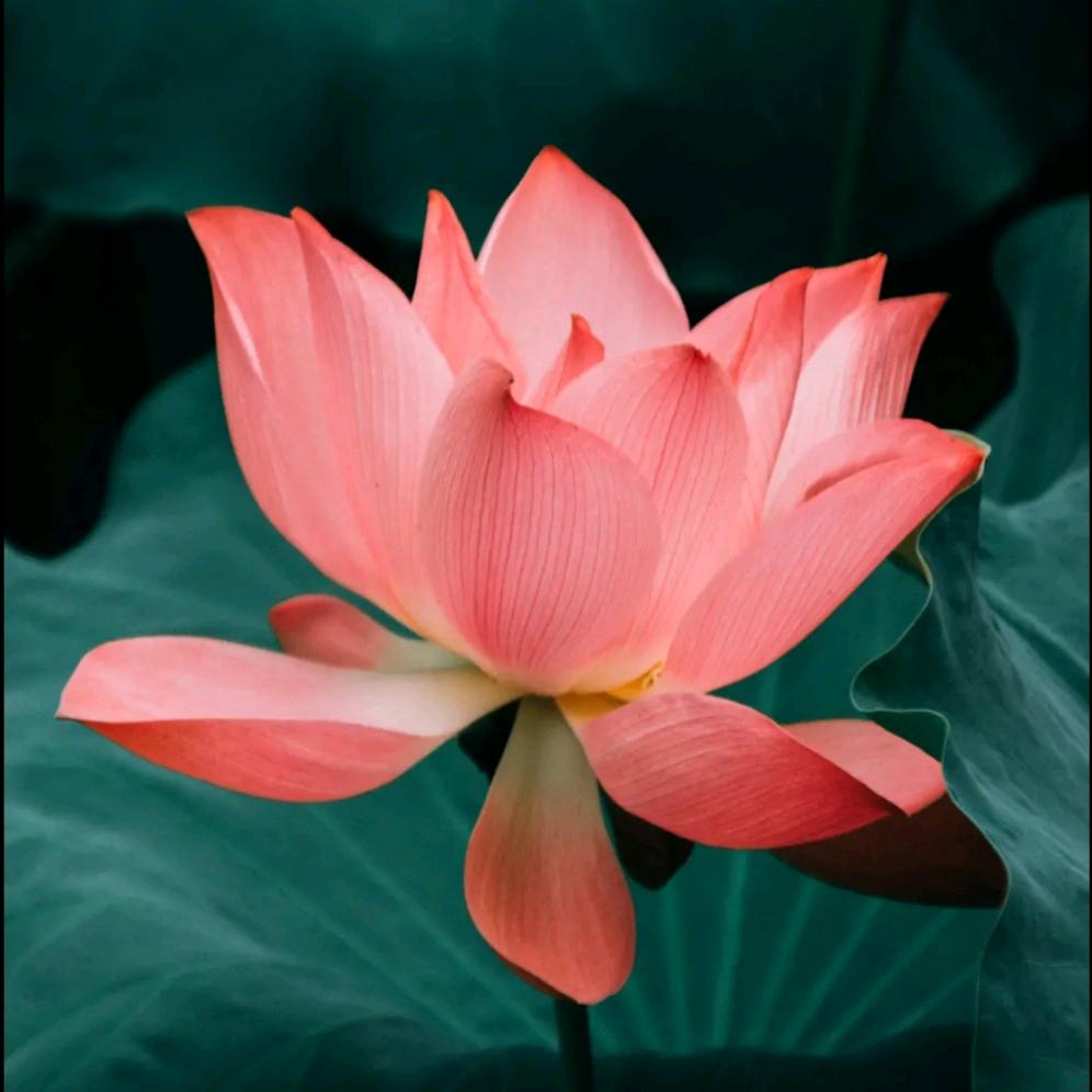 花^开富贵＠_＠