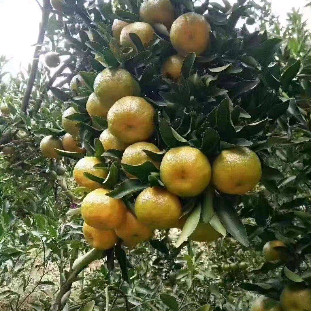 昆鹏万里