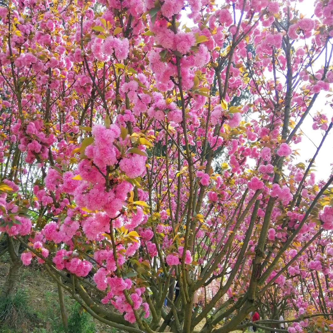 玫瑰花(拒绝私聊)