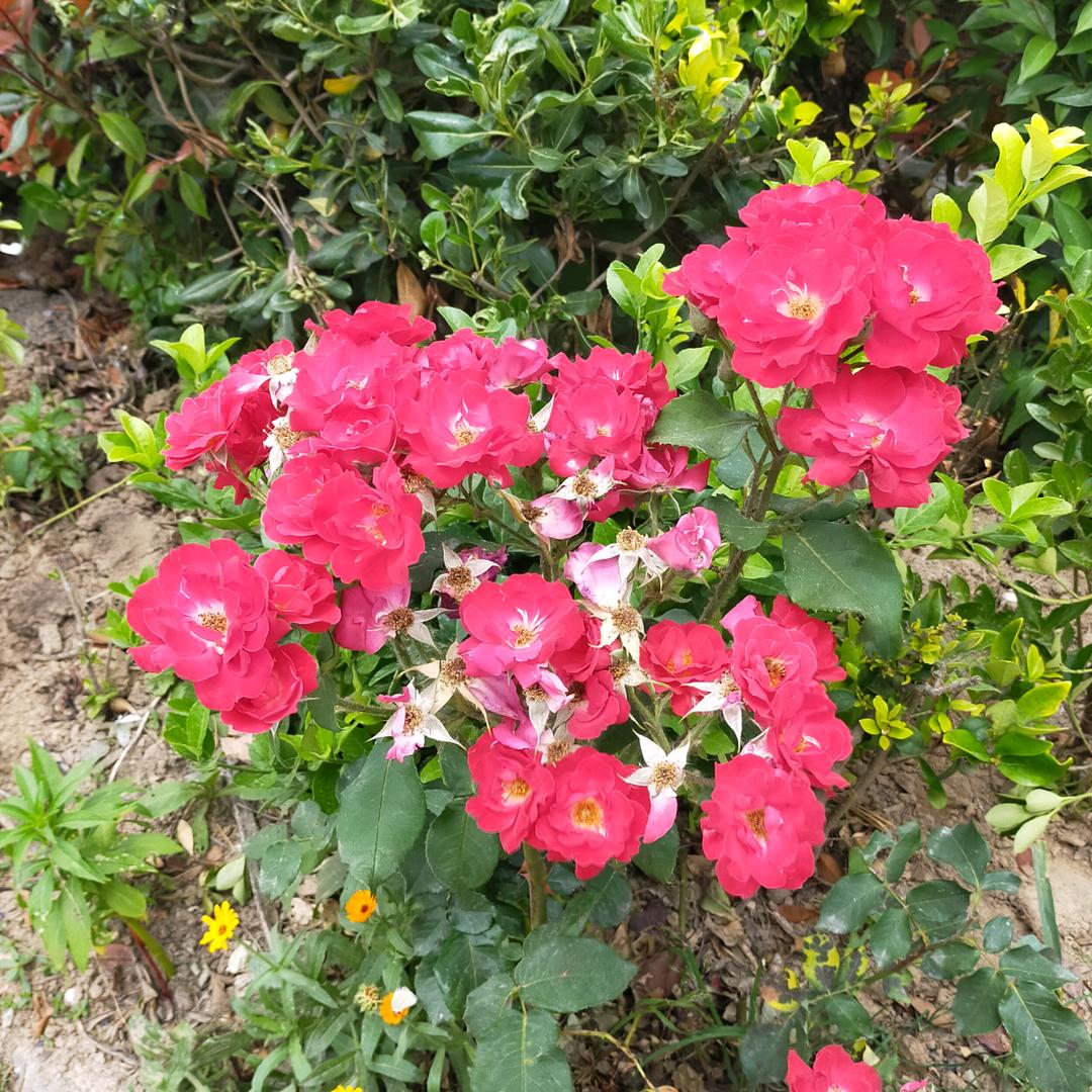 芳姐