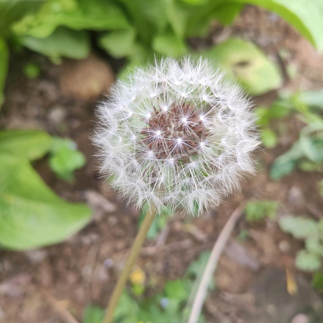 森爹