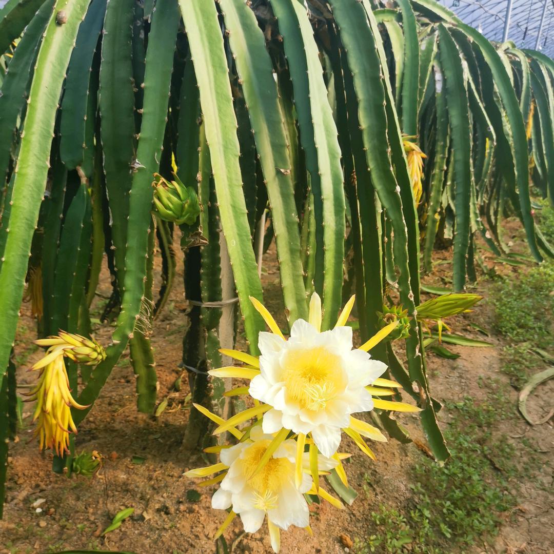 来安 桃花生态农庄