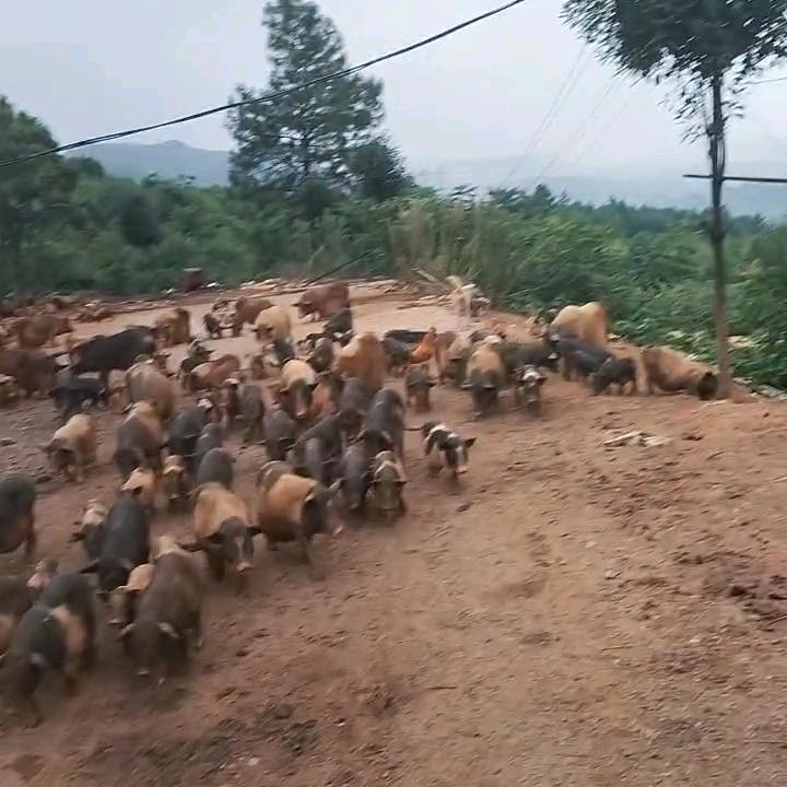山上文哥土特产