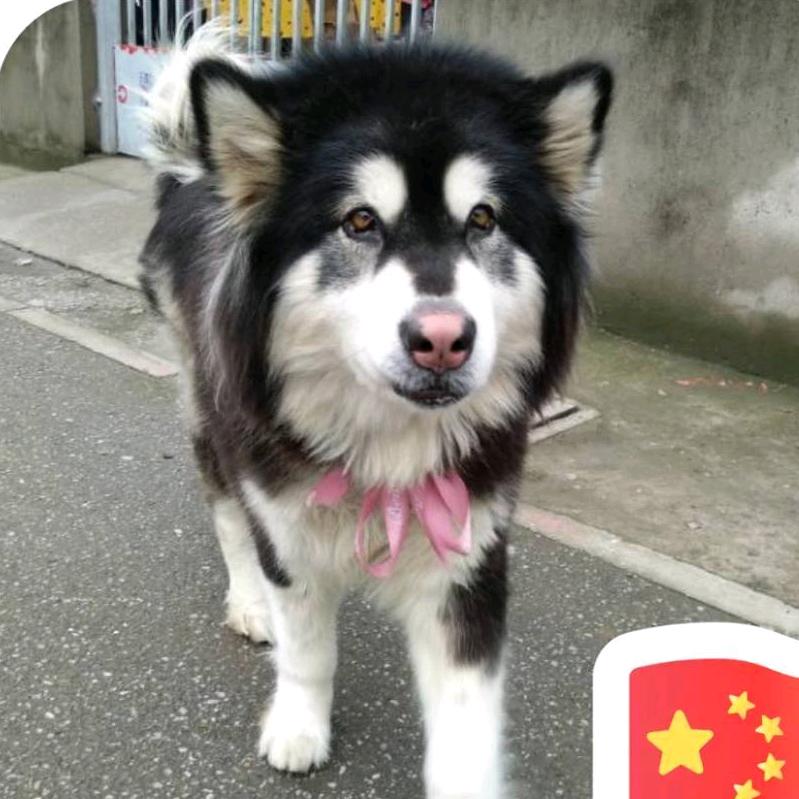 心吾