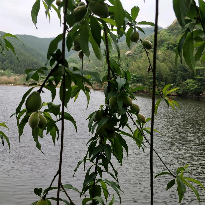 大自然生态农场