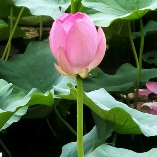 月亮(❁´◡`❁)*✲ﾟ*